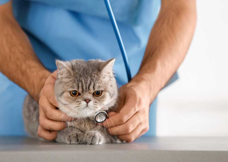 Carousel Slide 5: Cat veterinarians